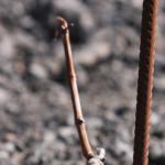 20090321_5886.jpg