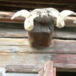 img_0487widderkopf.jpg