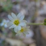 raebwaerchmai2014-61a.jpg