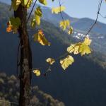 heidazunftwimden2014_24.oktober2014_4921.jpg