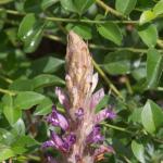 raebwaerch13.juni2015047.jpg
