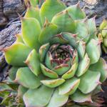 raebwaerch20.mai201528.jpg