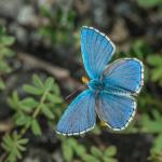 heidazunft2018-06512046.jpg
