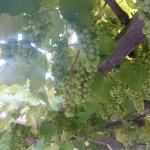 dsc07039.jpg
