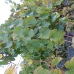 dsc07303.jpg