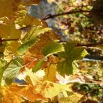 dsc07407.jpg
