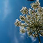 heida_zunft_2019-dsc05369002.jpg