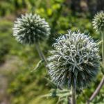 heida_zunft_2019-dsc05370003.jpg