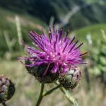 heida_zunft_2019-dsc05371004.jpg