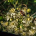 heida_zunft_2019-dsc05373006.jpg