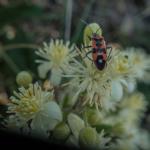 heida_zunft_2019-dsc05377010.jpg