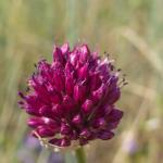 heida_zunft_2019-dsc05378011.jpg
