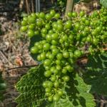 heida_zunft_2019-dsc00720044.jpg