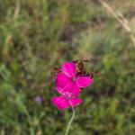 heida_zunft_2019-dsc00785109.jpg