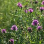 heida_zunft_2019-dsc00787111.jpg