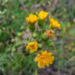 heidazunft2020-dsc03595-035.jpg